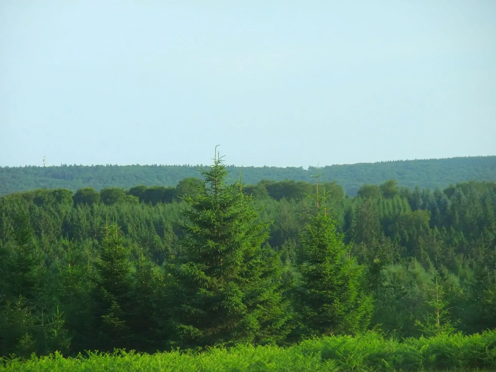 Hochwald Ultratrail (HoWUT)