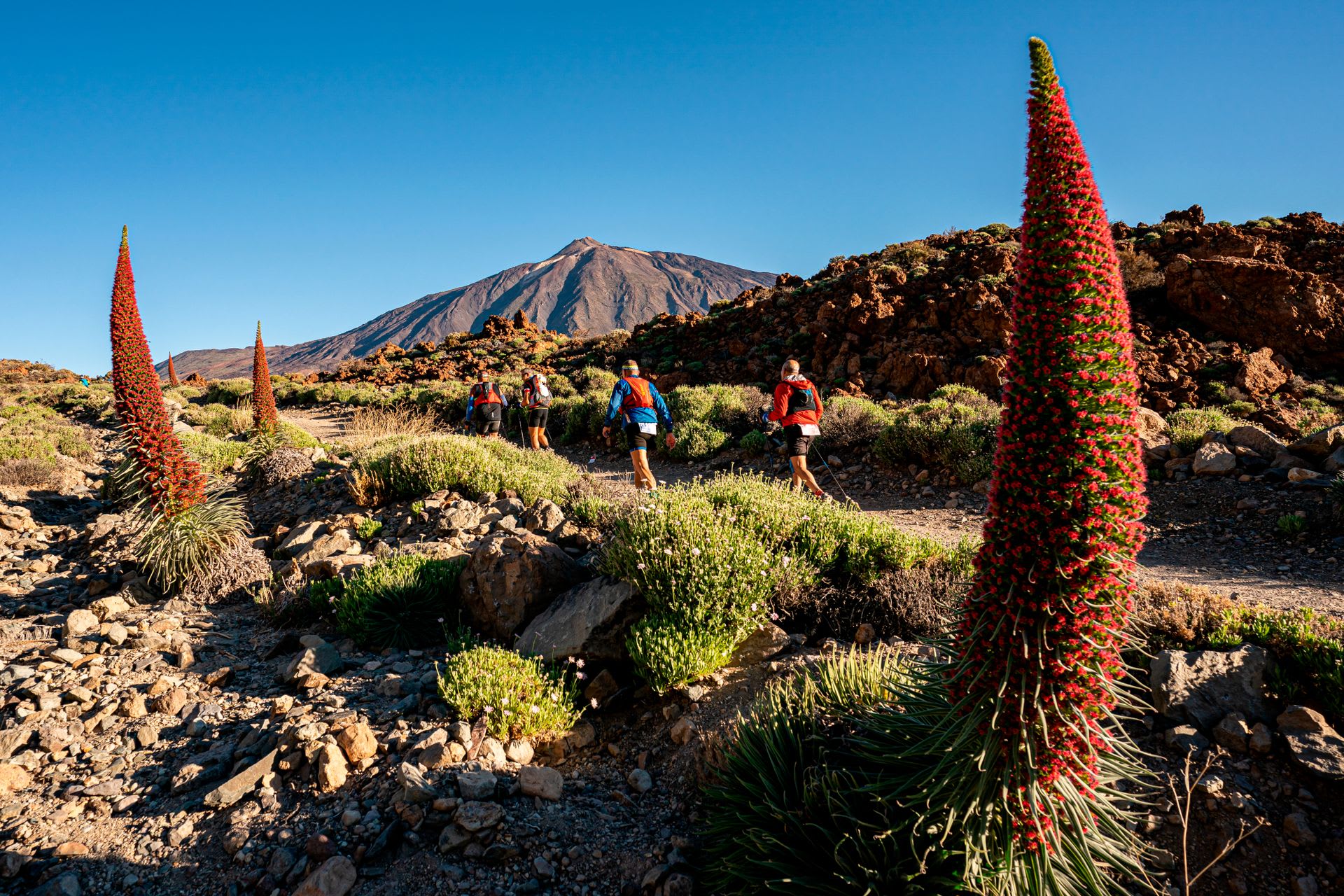 Tenerife Bluetrail by UTMB