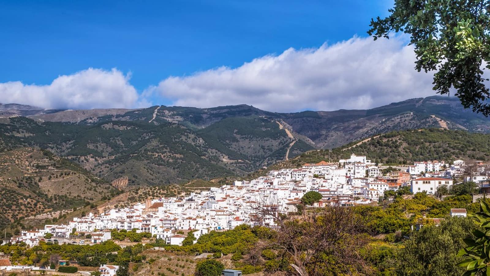 Trail Canillas de Albaida